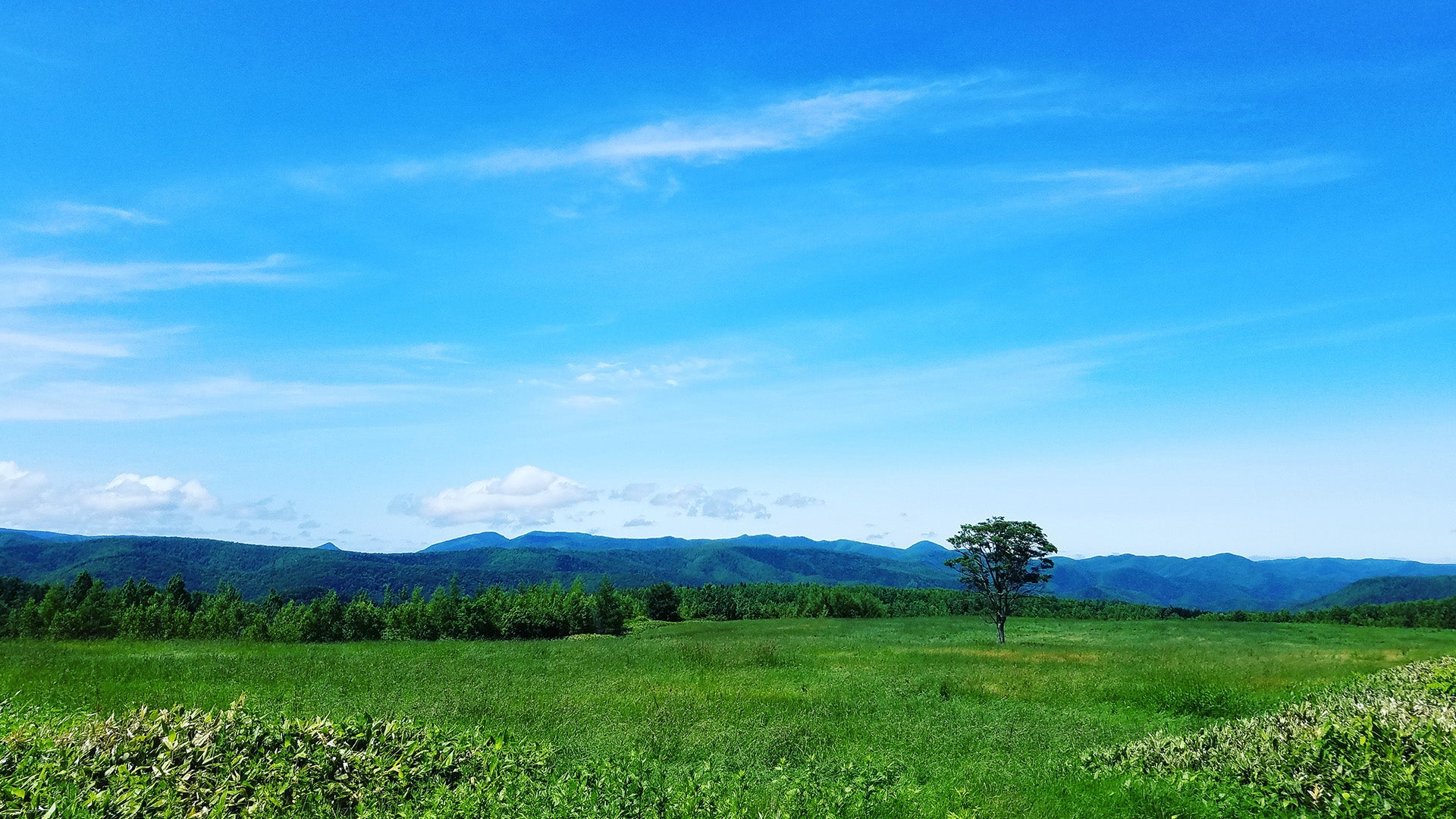 公式】 マオ旅シリーズ 6月 完売品 北海道 HOKKAIDO カラージェル